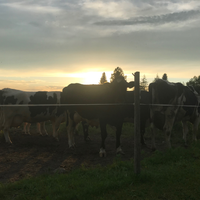 finecattle